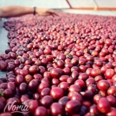 the best coffee beans picker