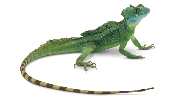 El mejor recogedor de cafe