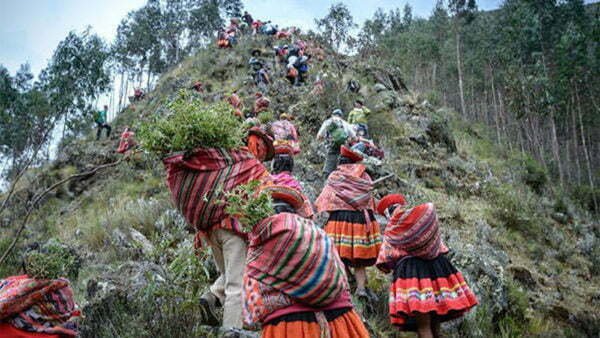 indigenous people cultivando Colombian coffee