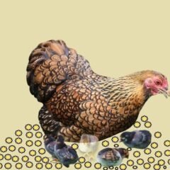 las semillas de cafe y la gallina saraviada