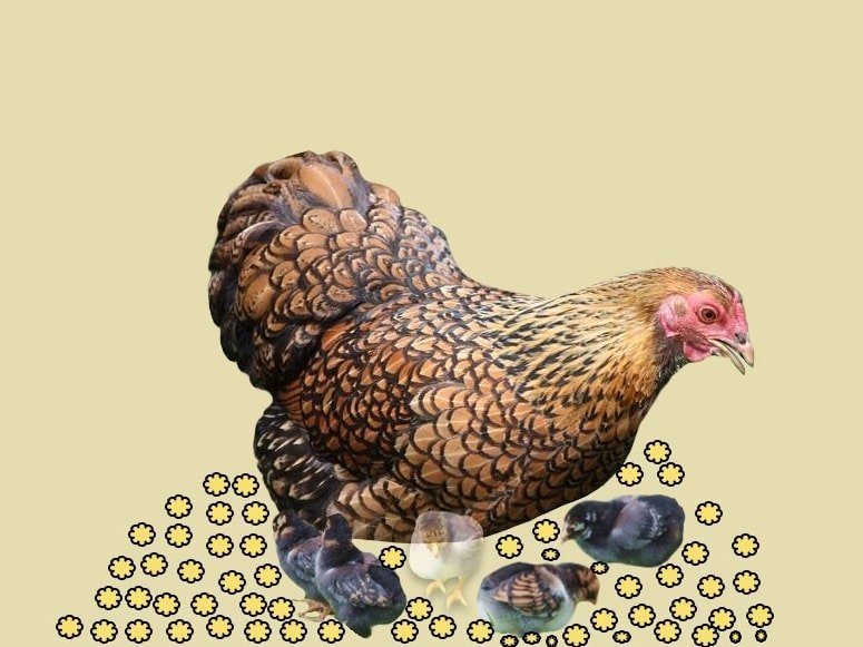 las semillas de cafe y la gallina saraviada